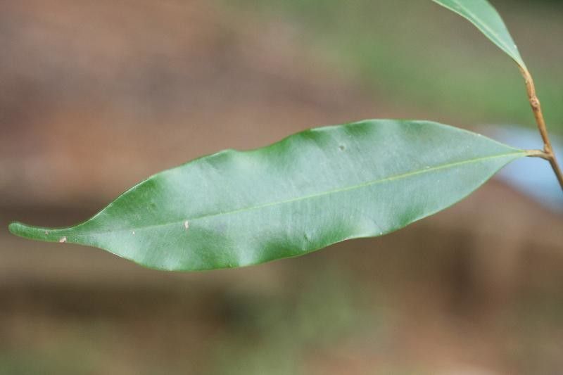Chrysophyllum argenteum leaf