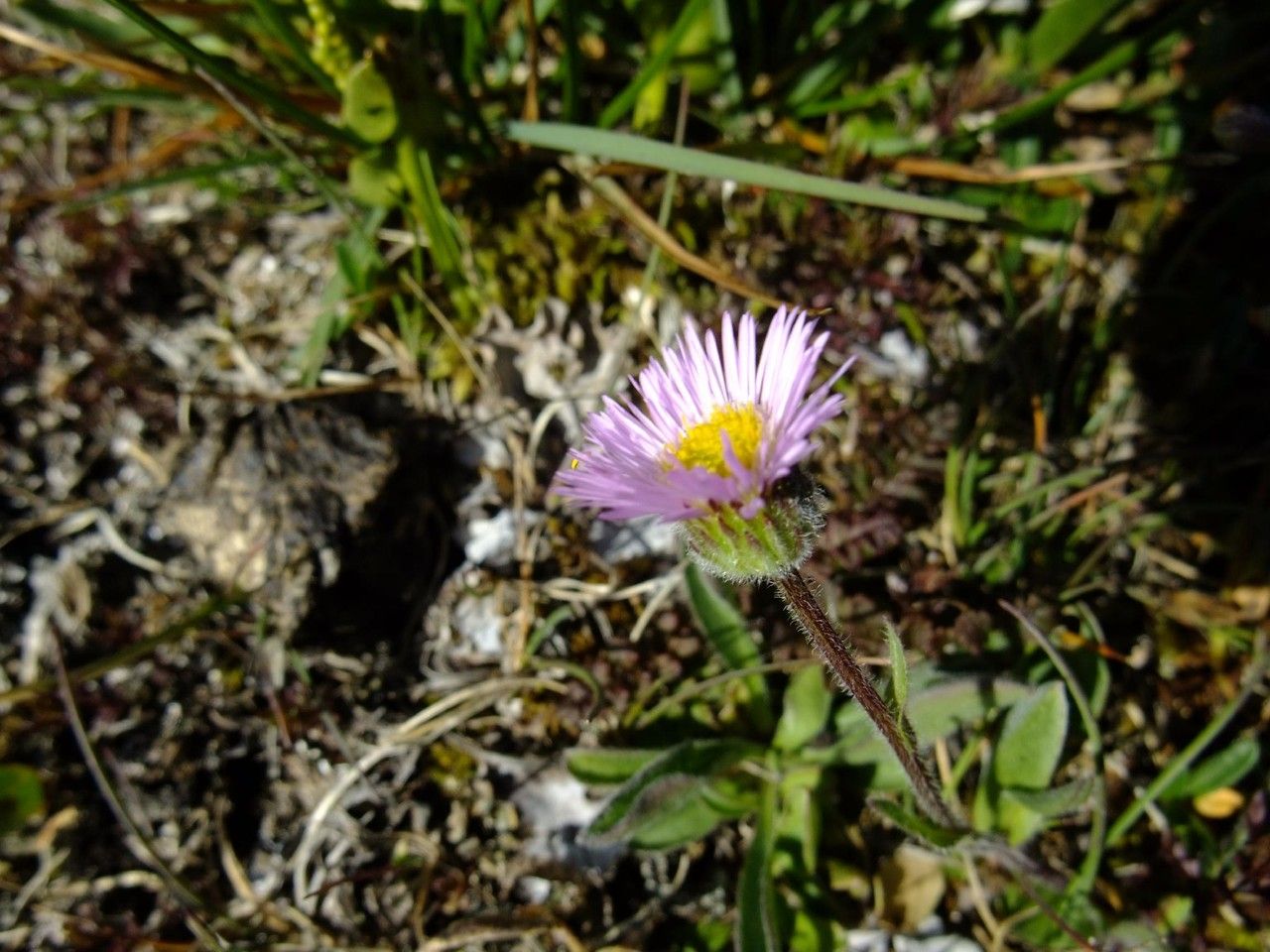Erigeron neglectus habit