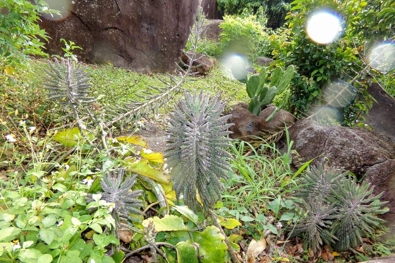 Kalanchoe rosei habit
