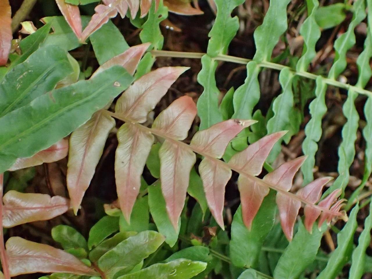 Blechnum occidentale fruit