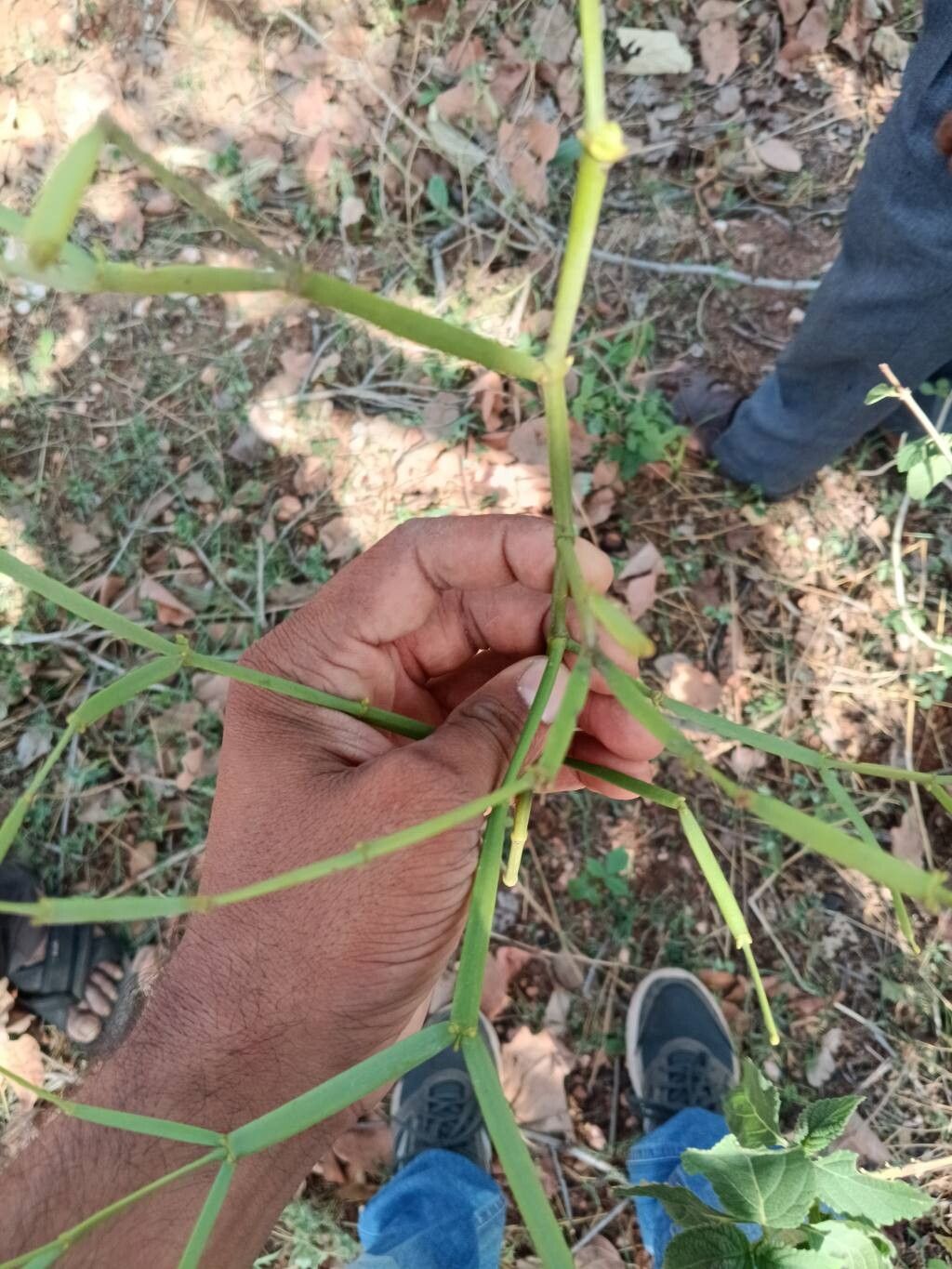 Viscum articulatum — related species from the same genus