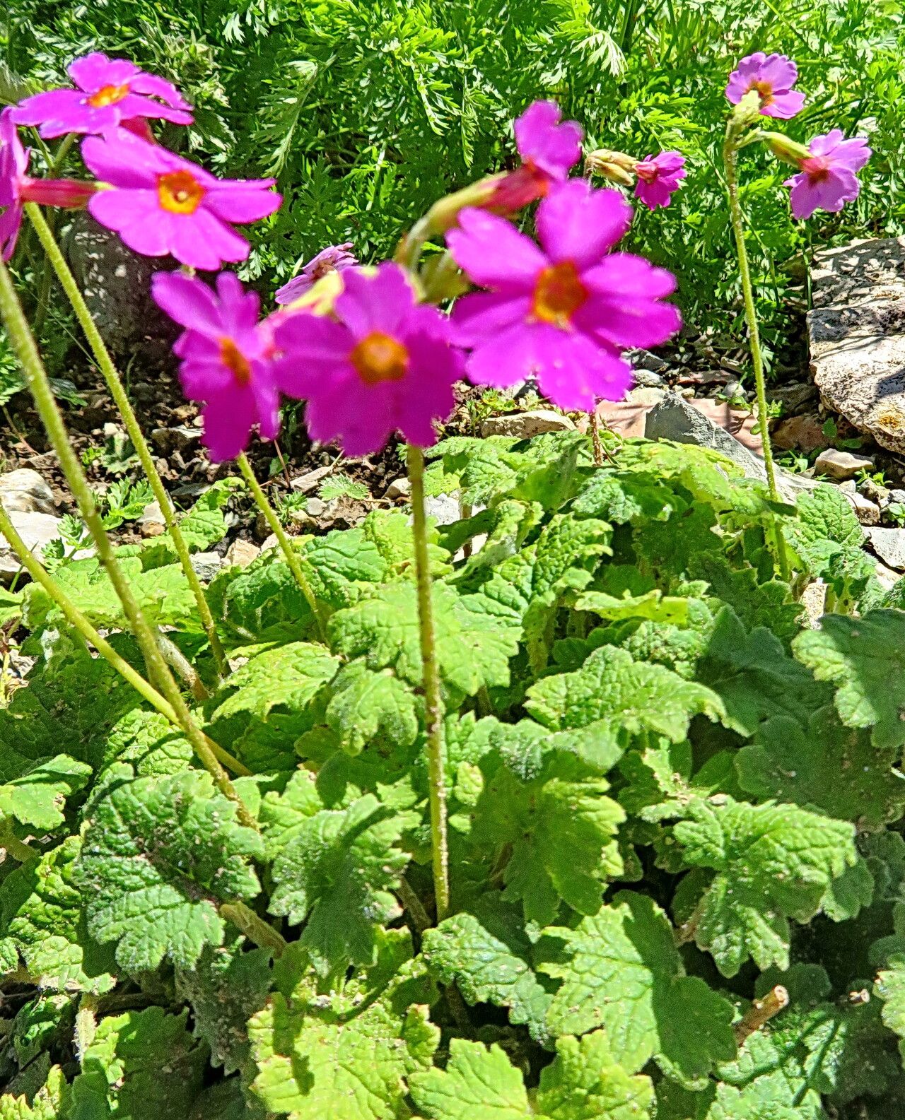 Primula cortusoides — houseplant care guide