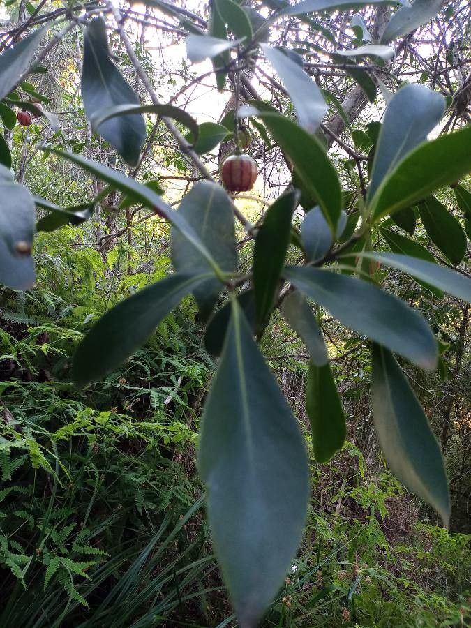 Clusia lanceolata leaf