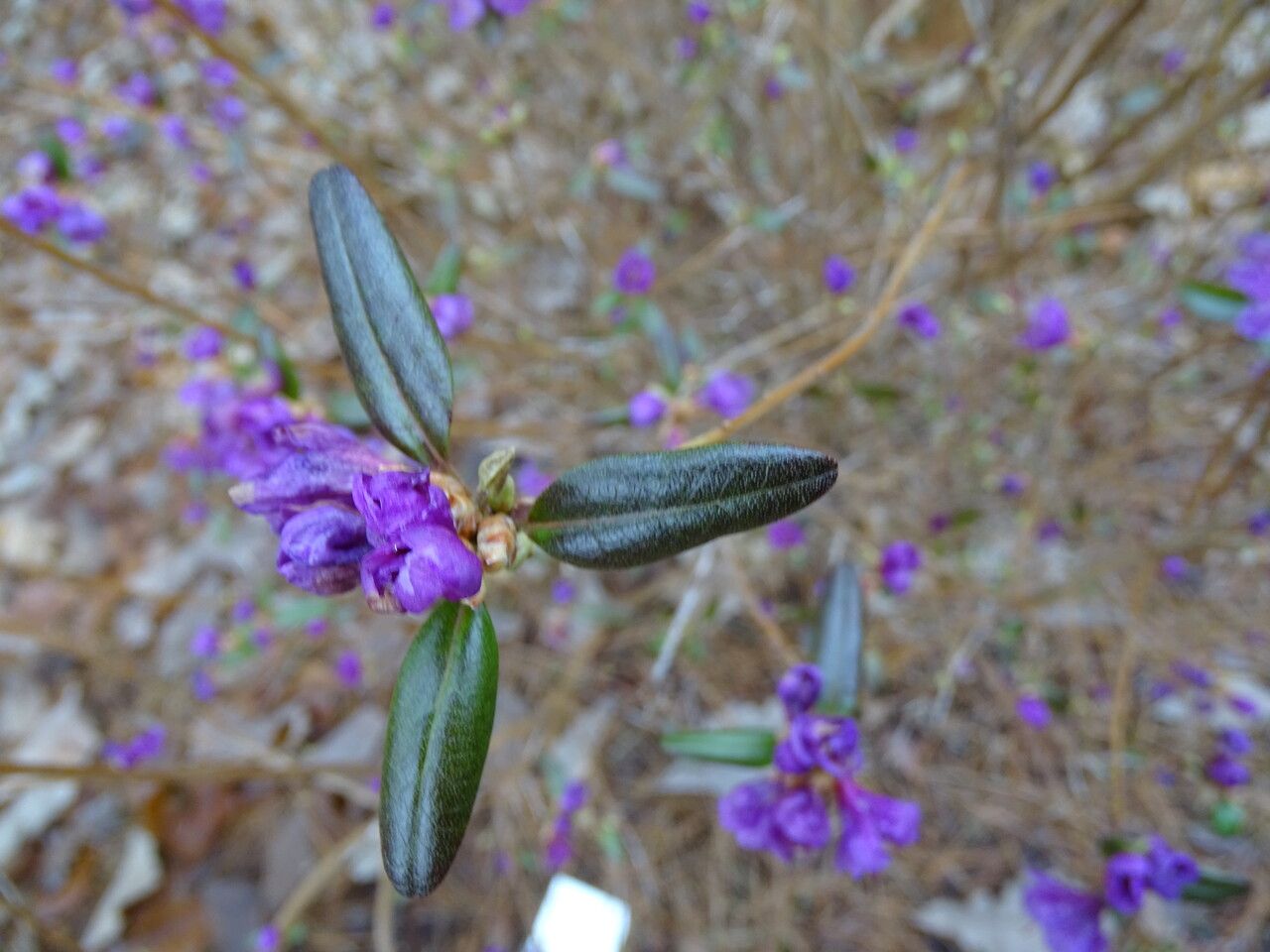 Rhododendron dauricum — search result for 'Mongolia'
