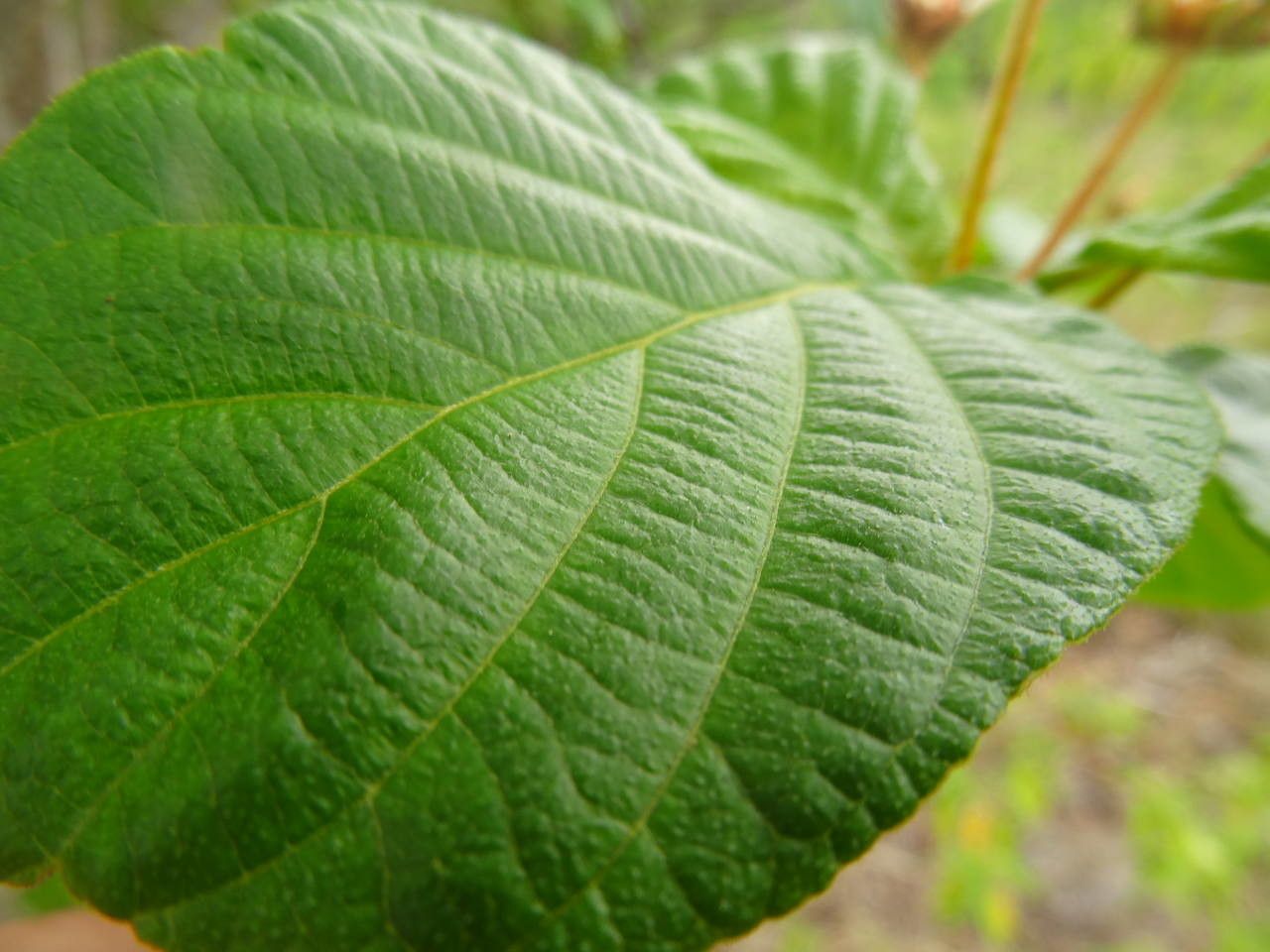 Guettarda scabra leaf