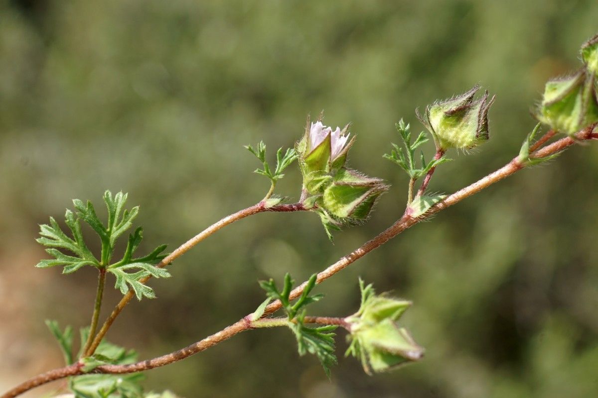 Malva aegyptiaca habit