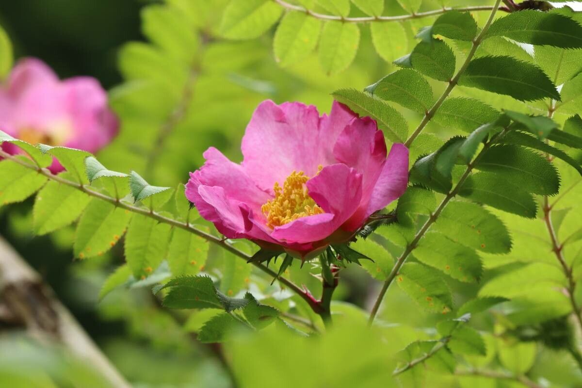 Rosa hirtula — houseplant care guide