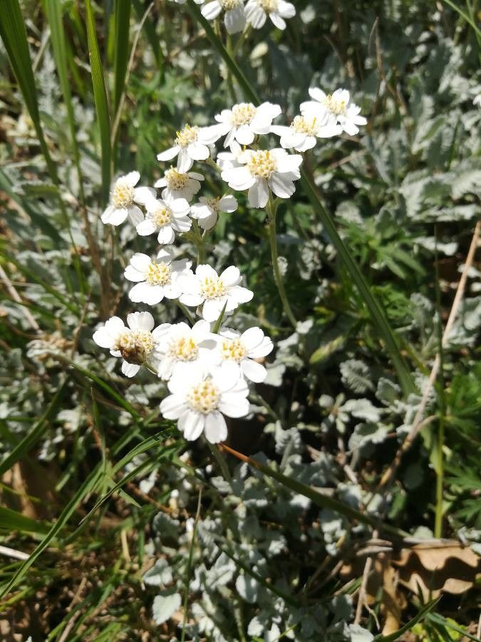 Achillea umbellata flower