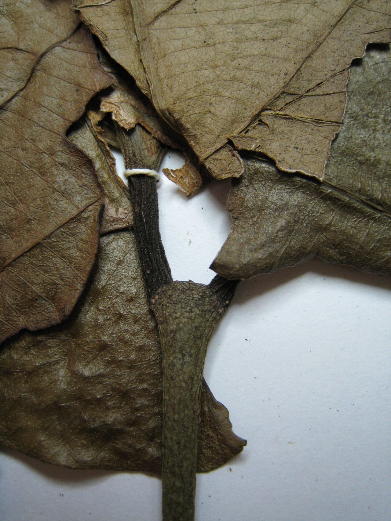 Salacia cordata — houseplant care guide