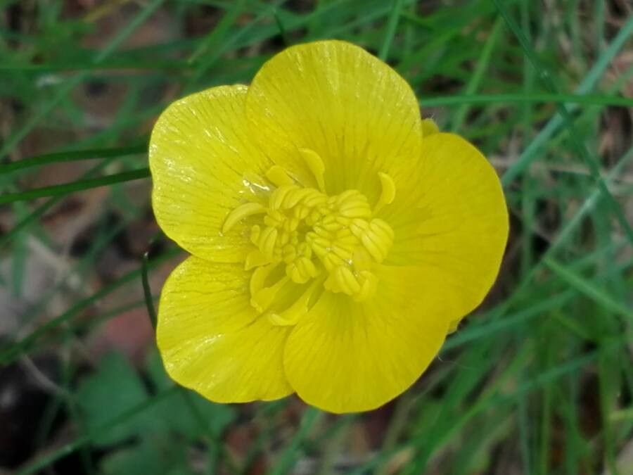 Ranunculus paludosus flower