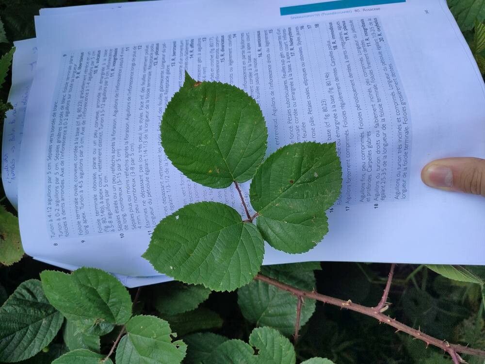 Rubus prei — houseplant care guide