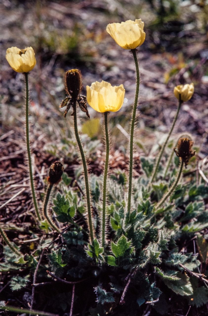 Papaver radicatum habit