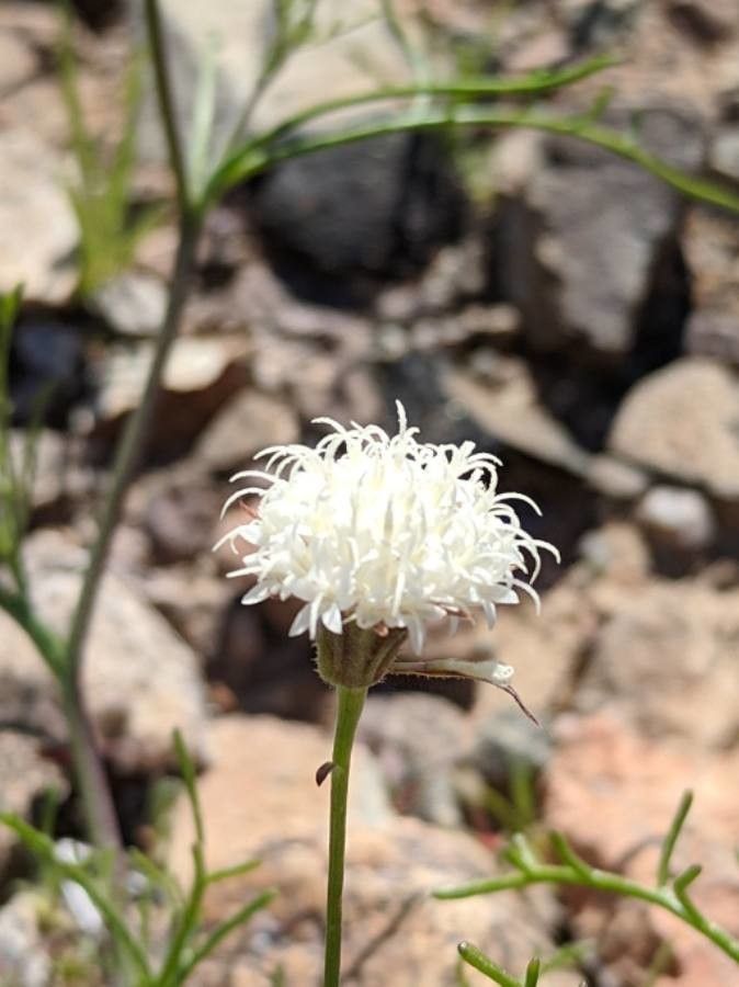 Chaenactis carphoclinia — related species from the same genus