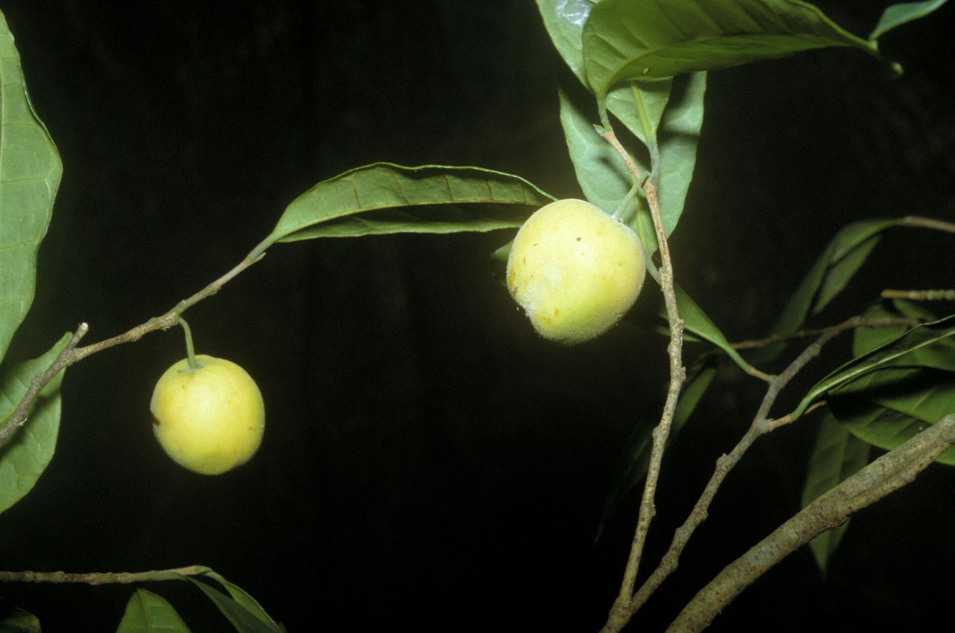 Brosimum oligandrum fruit