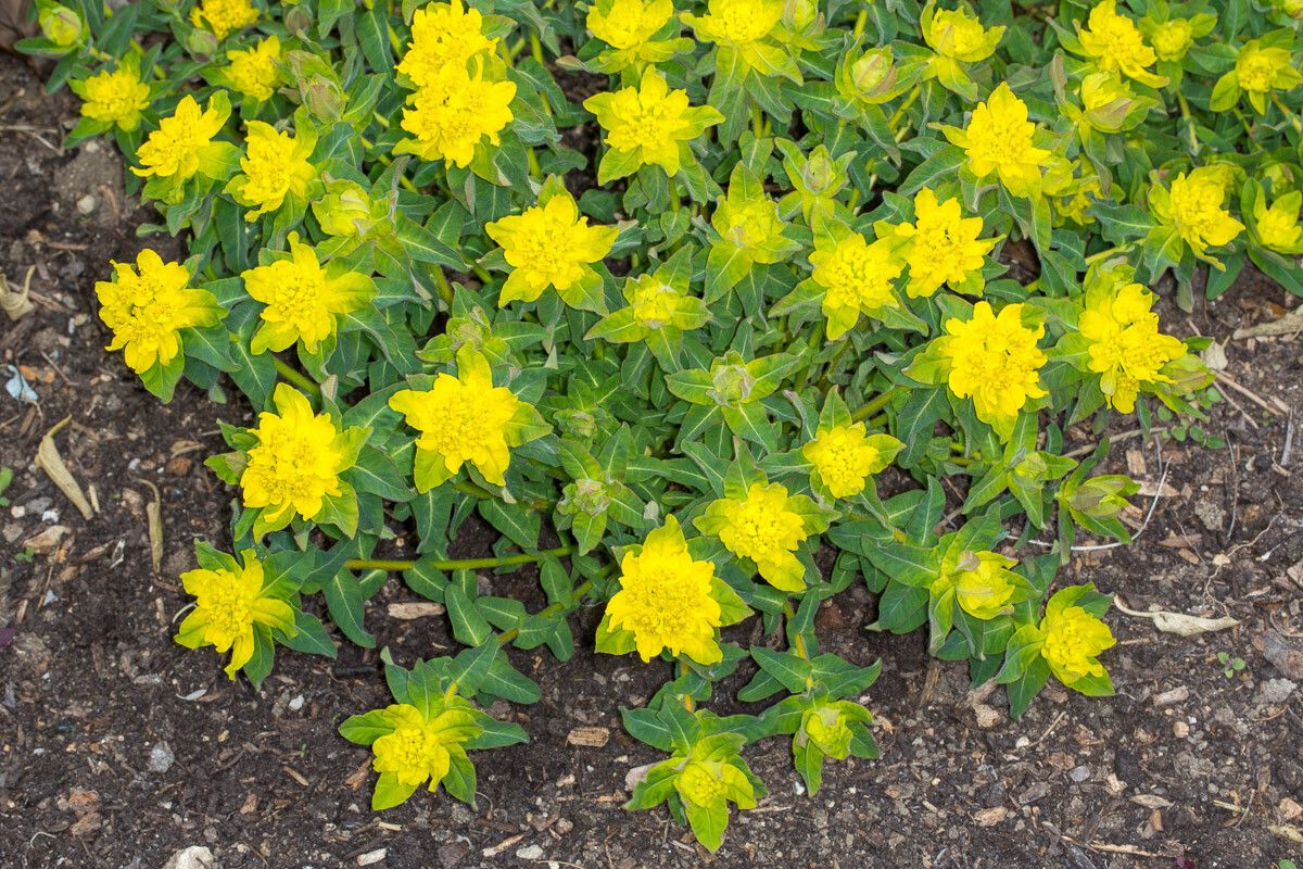 Euphorbia epithymoides — search result for 'Euphorbiaceae'