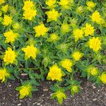 Euphorbia epithymoides
