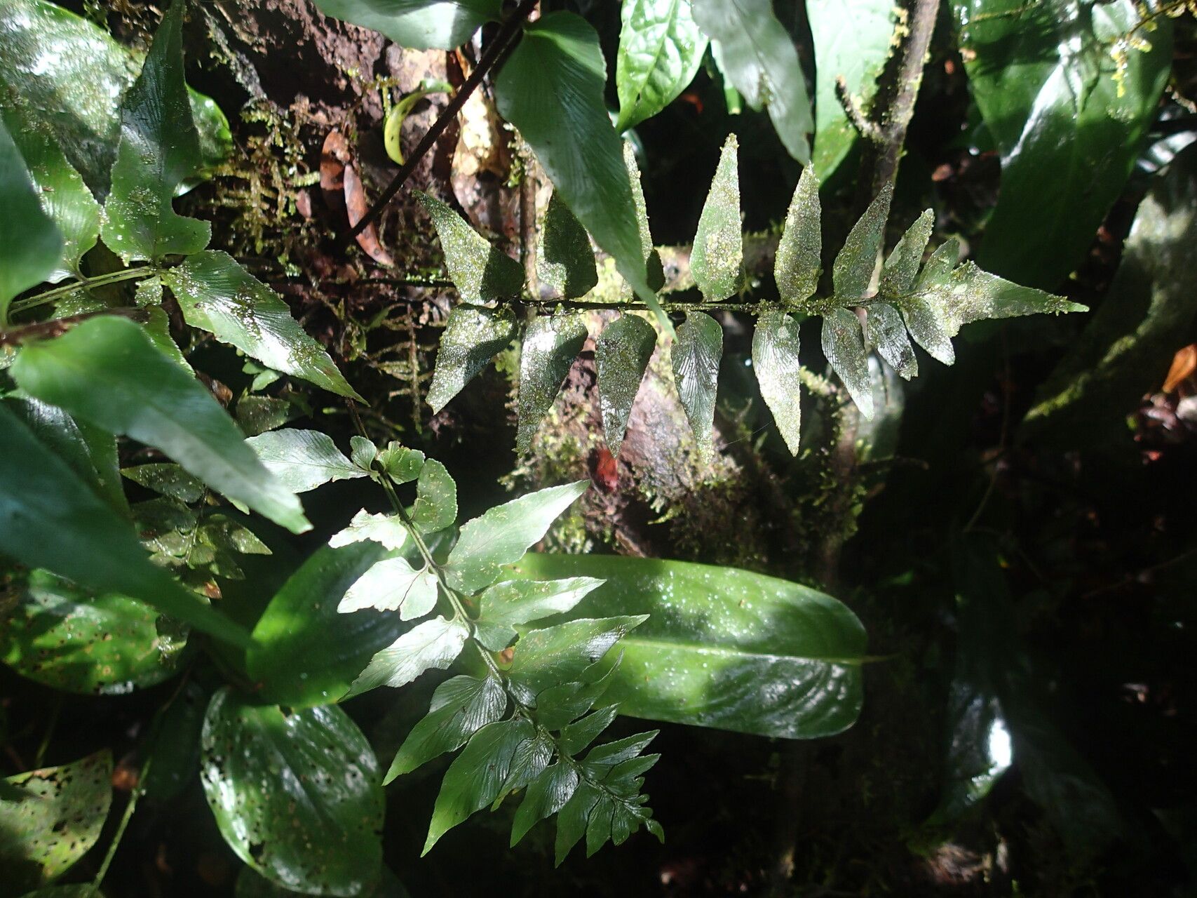 Asplenium cancellatum leaf