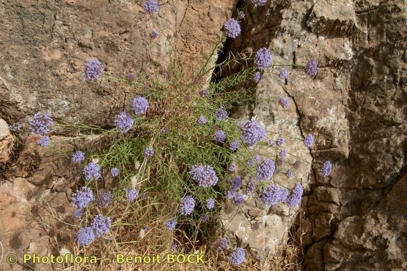 Feeria angustifolia habit