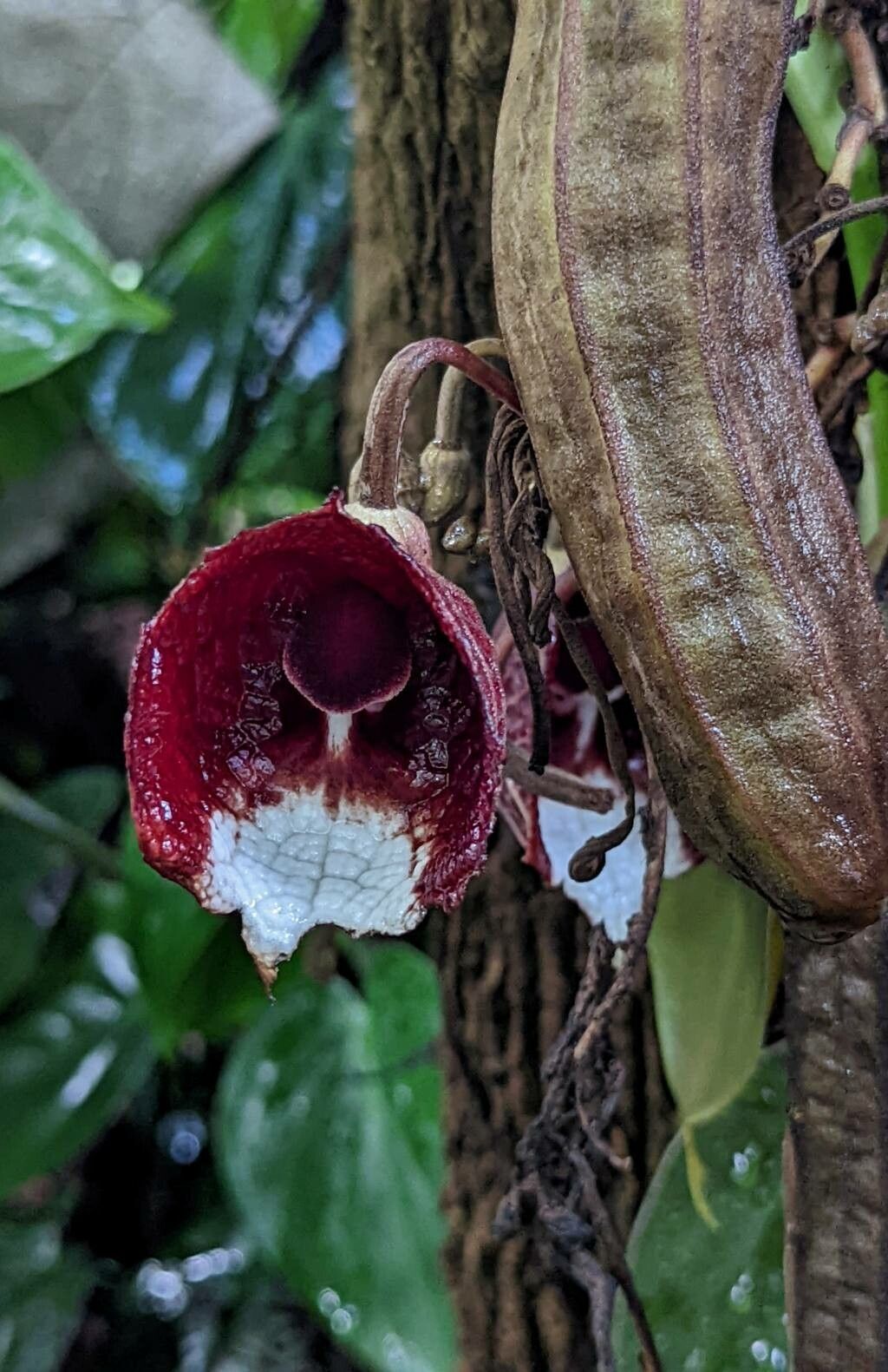 Aristolochia arborea flower