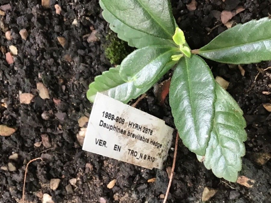 Dauphinea brevilabra — houseplant care guide