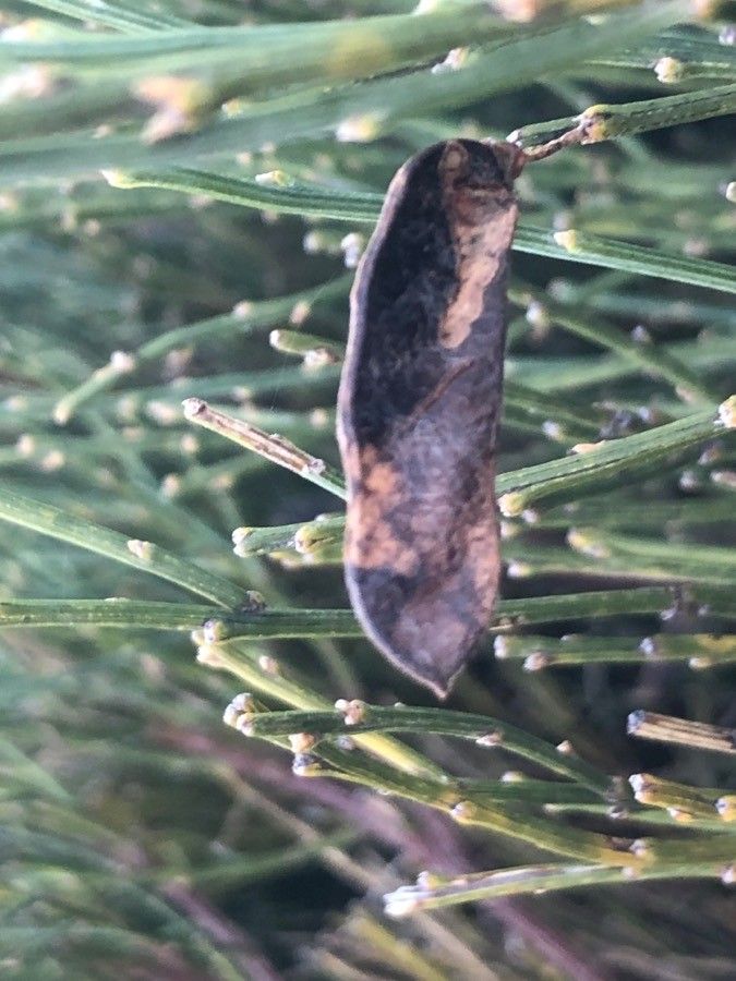 Cytisus oromediterraneus fruit