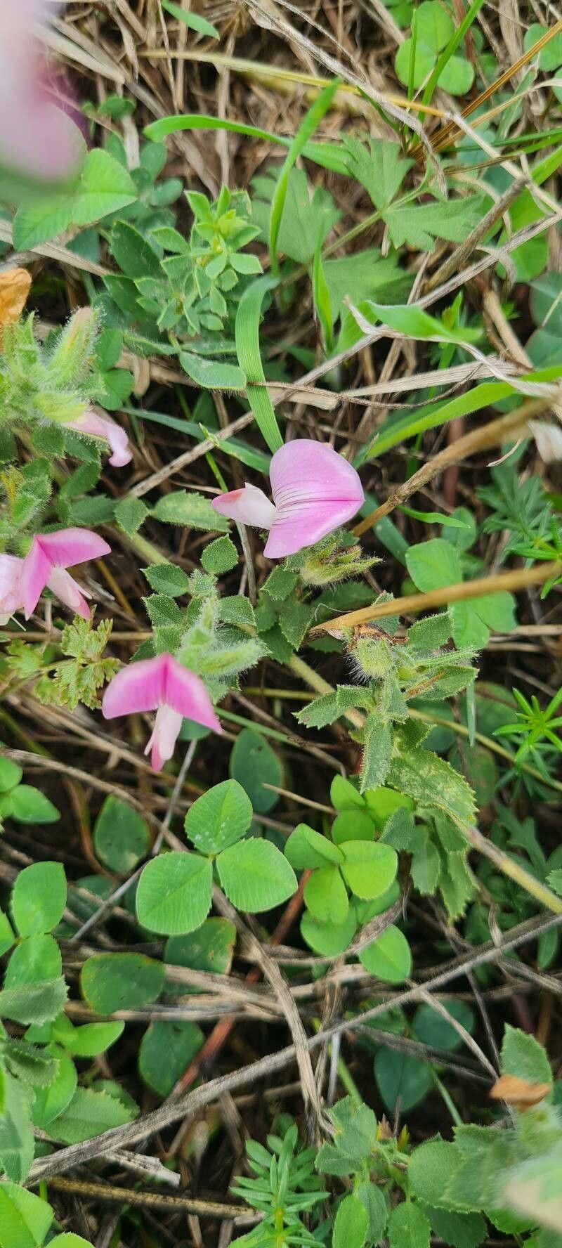 Ononis pendula — houseplant care guide