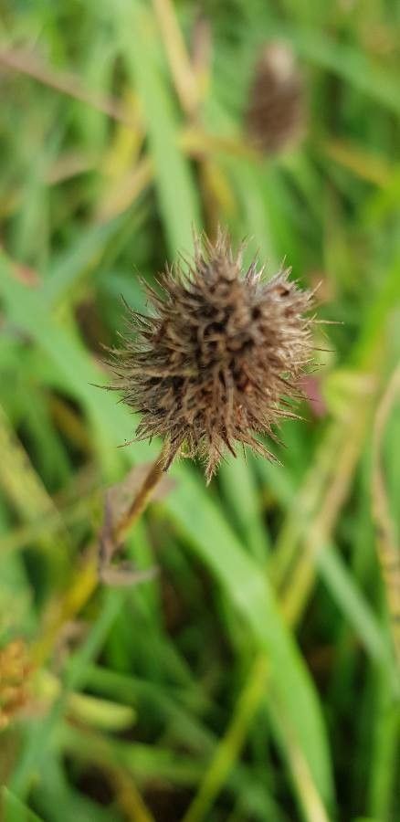 Trifolium alexandrinum fruit