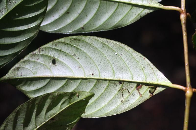 Psychotria platypoda leaf