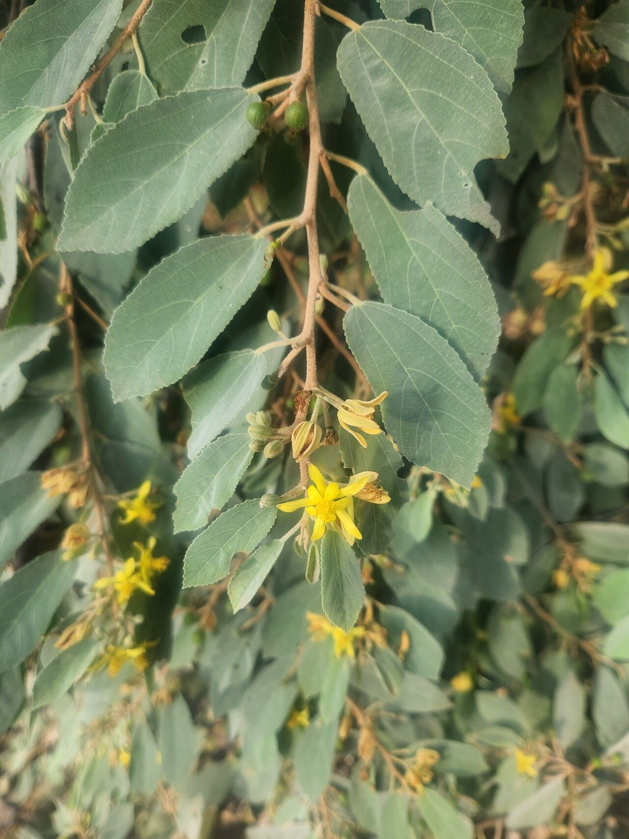 Grewia velutina flower
