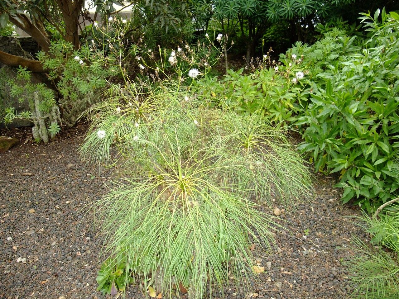 Sonchus wildpretii — search result for 'Sonchus'