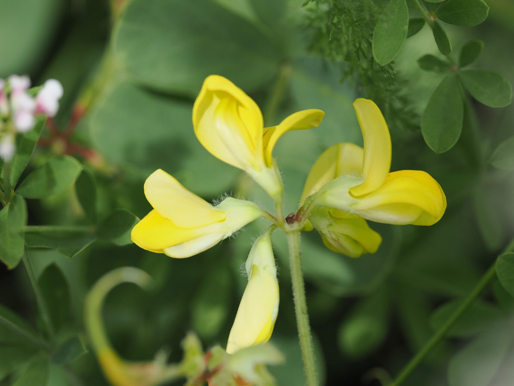 Coronilla orientalis flower
