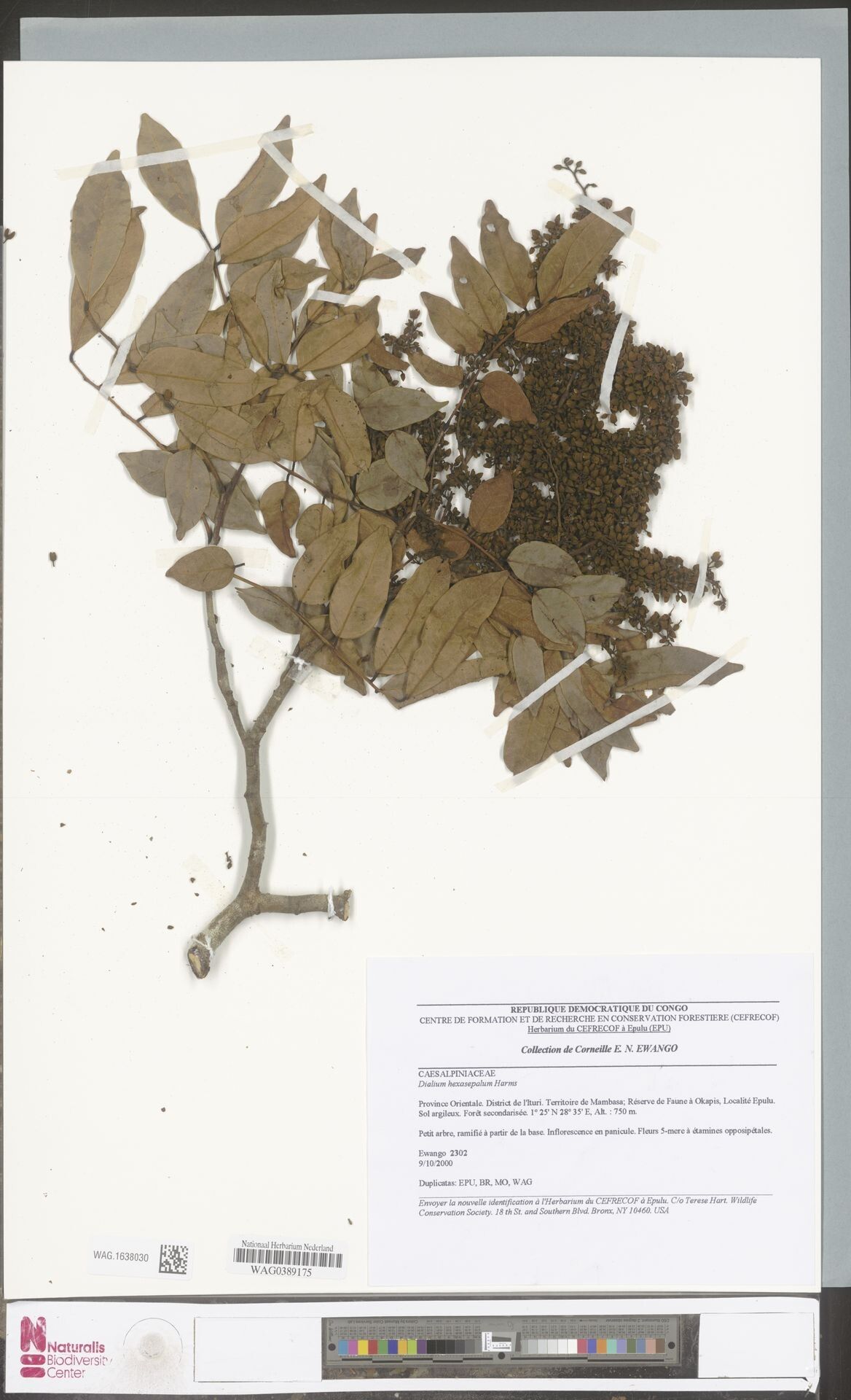 Dialium hexasepalum — search result for 'Dialium'