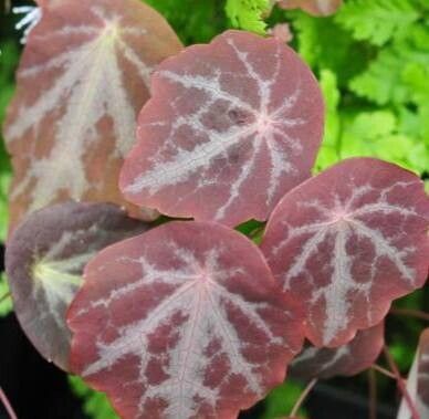 Thalictrum ichangense — search result for 'Lotus'