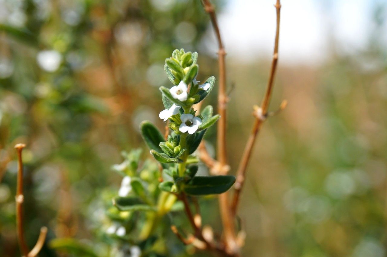 Clinopodium gilliesii flower