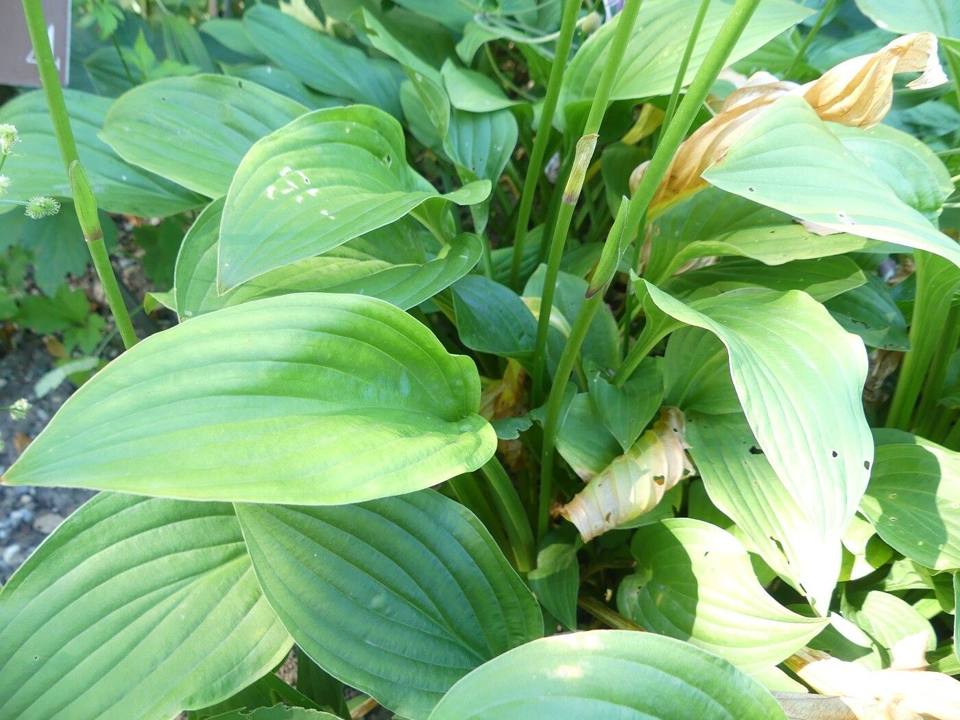 Hosta rectifolia leaf