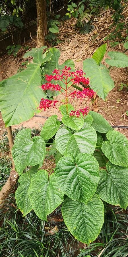 Clerodendrum japonicum