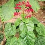 Clerodendrum japonicum