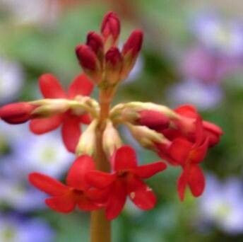Primula maximowiczii flower