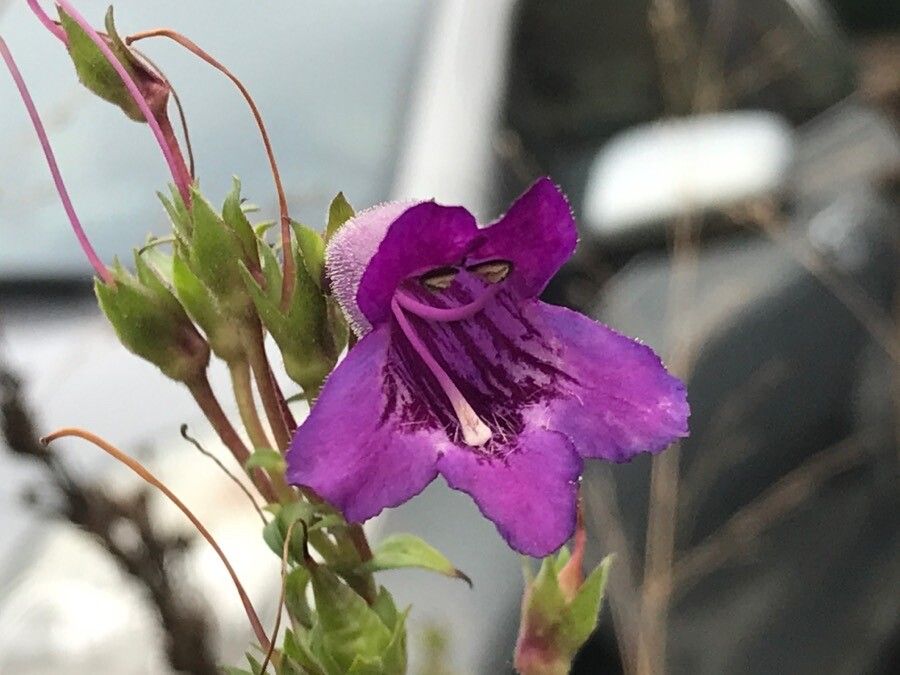 Penstemon gentianoides flower