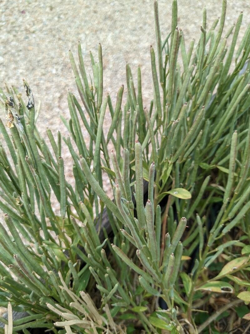 Erysimum scoparium fruit