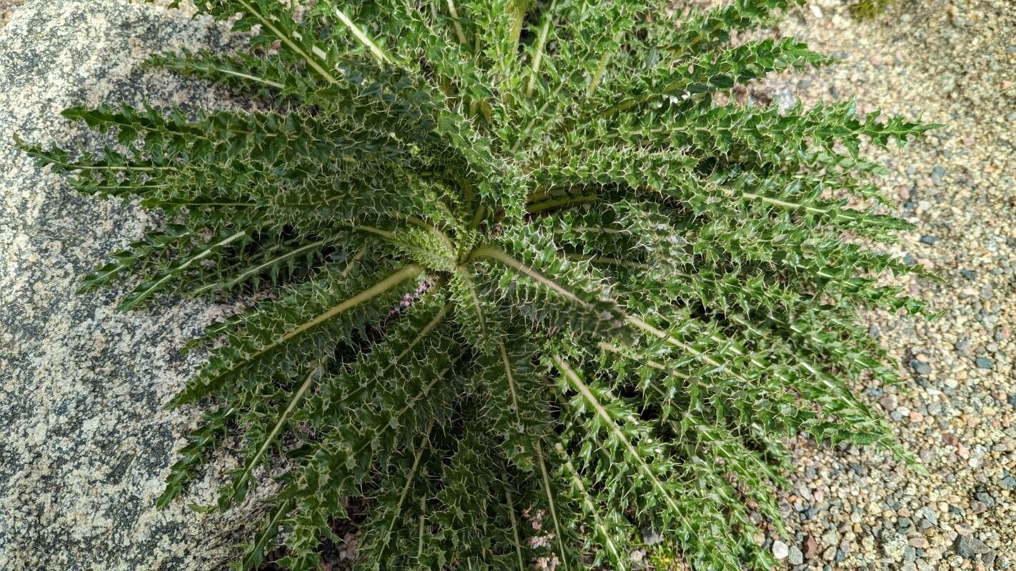Cirsium eatonii habit