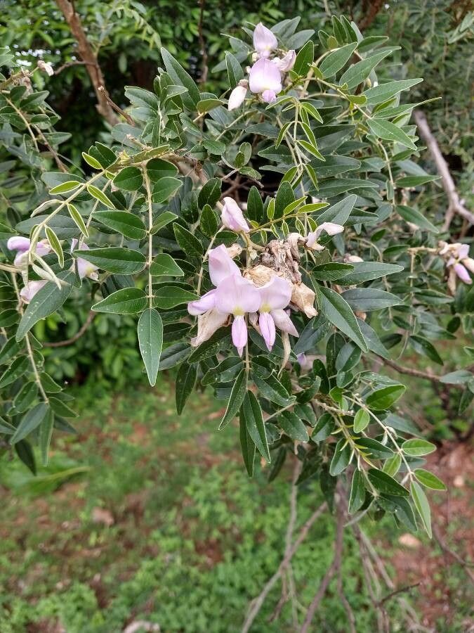 Mundulea sericea flower