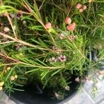 Chamelaucium uncinatum