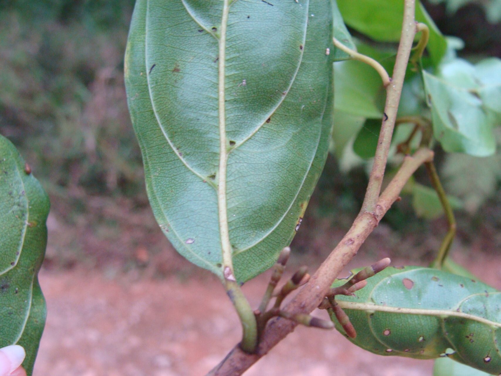 Alangium vitiense leaf
