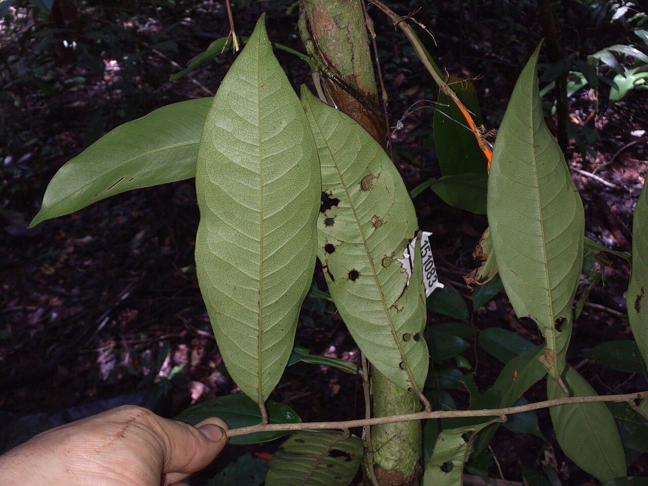 Eschweilera pedicellata — houseplant care guide