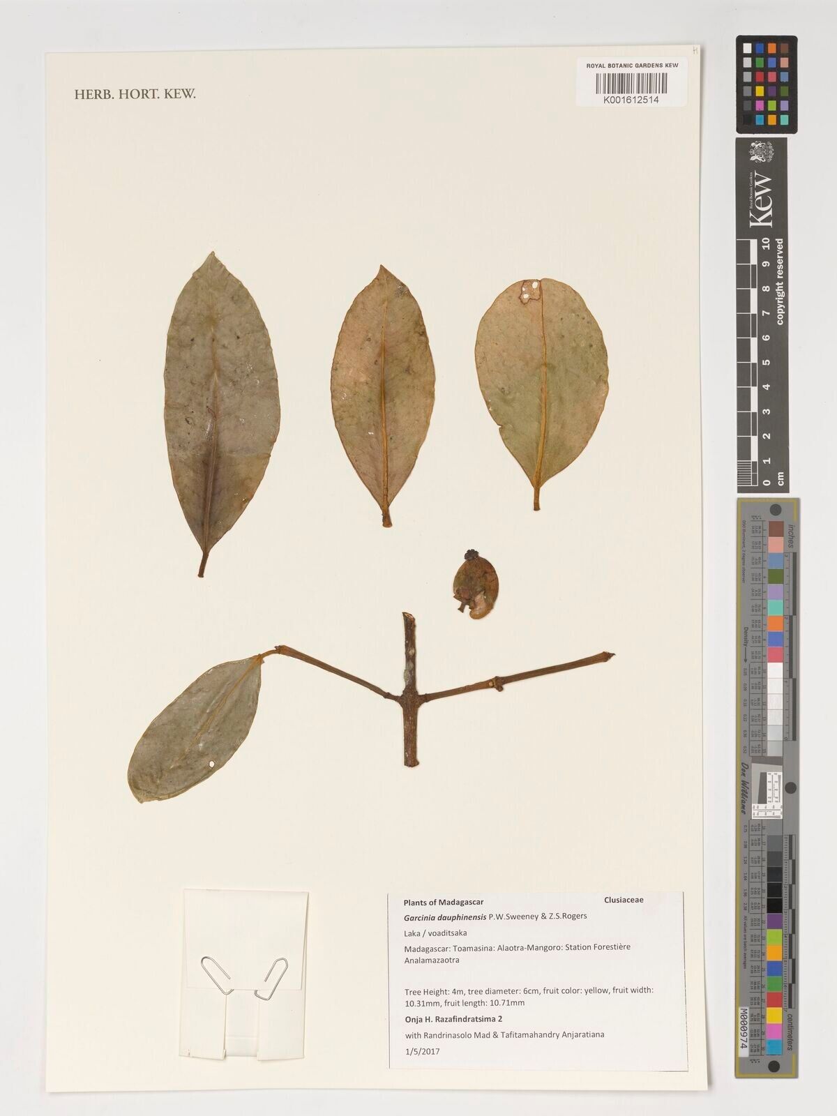 Garcinia dauphinensis — houseplant care guide