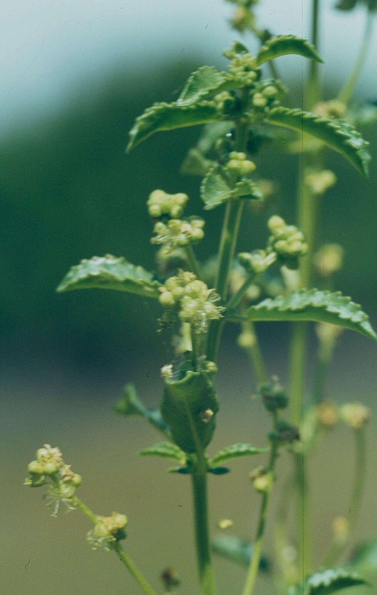 Mercurialis elliptica — related species from the same genus