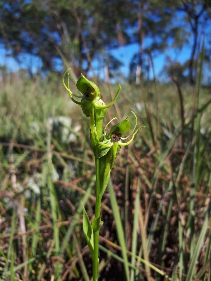 Habenaria secundiflora — houseplant care guide