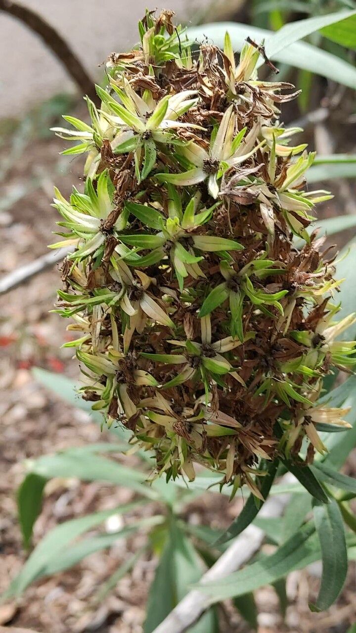 Echium nervosum flower