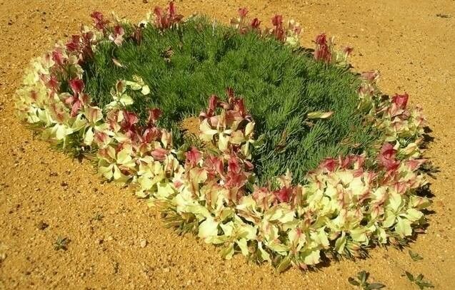 Lechenaultia macrantha — search result for 'Goodeniaceae'